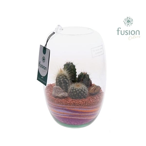 Arrangementen Cactus H%