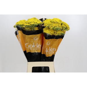 Achillea Golden Prairi