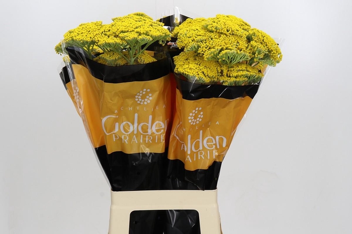<h4>Achillea Golden Prairi</h4>