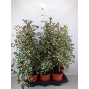 Ficus triangularis 'Sweetheart'