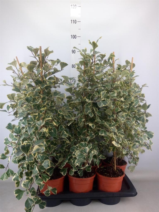 <h4>Ficus triangularis 'Sweetheart'</h4>