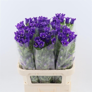 Campanula Champion Blue