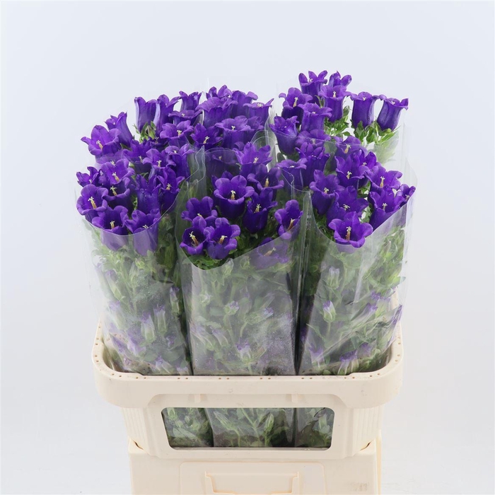 <h4>Campanula Champion Blue</h4>