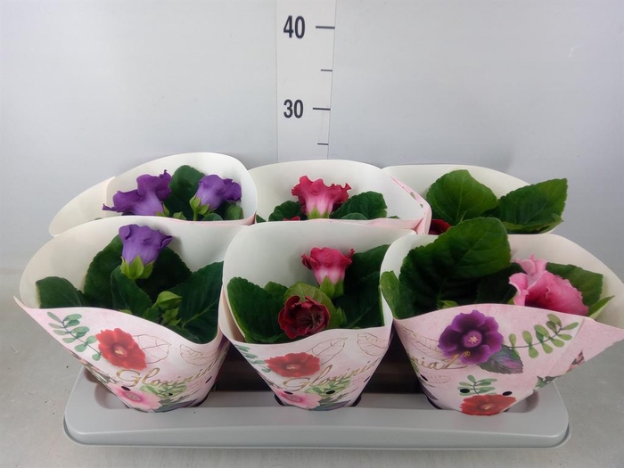 <h4>Sinningia   ...mix</h4>