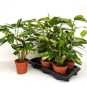 CTENANTHE P GOLDEN M