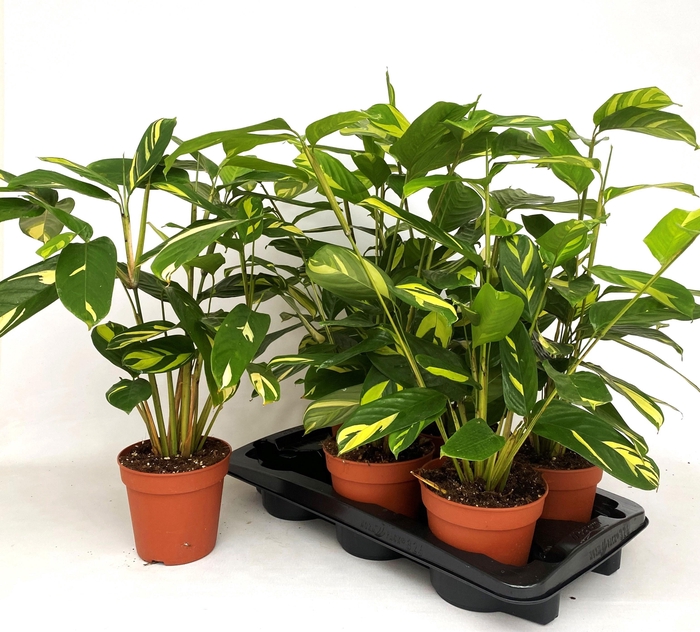 <h4>CTENANTHE P GOLDEN M</h4>