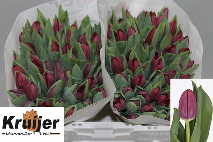 <h4>TU EN PODCAST</h4>