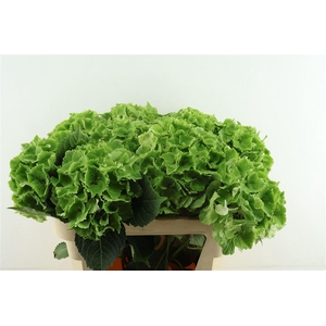 Hydr M Cl. Emerald Green 75-21