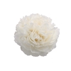 Paeonia Class Act
