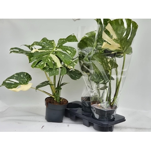 MONSTERA DEL THAI CO