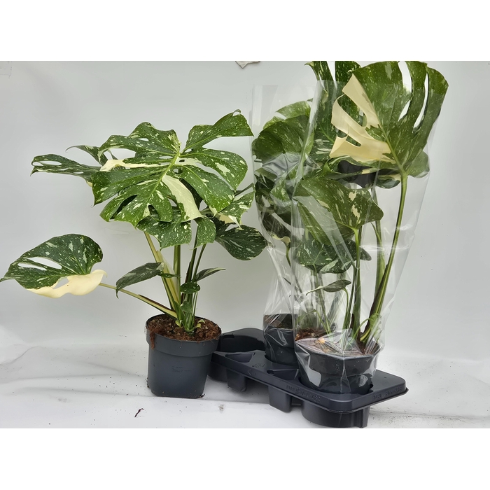 <h4>MONSTERA DEL THAI CO</h4>