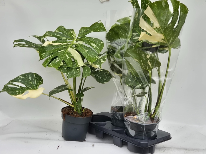 MONSTERA DEL THAI CO