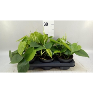 Philodendron scand.