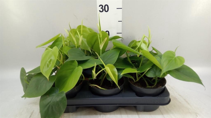 <h4>Philodendron scand.</h4>
