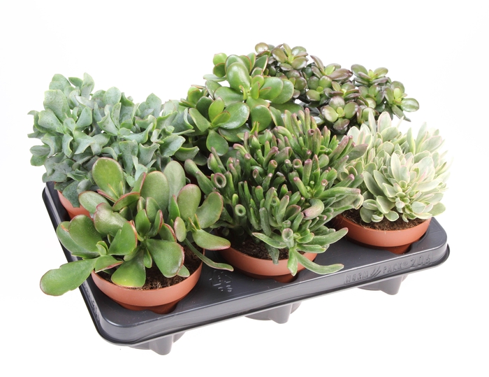 <h4>Crassula mix</h4>