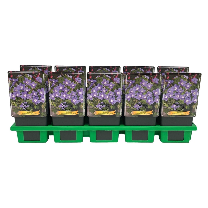<h4>Geranium himalayense</h4>