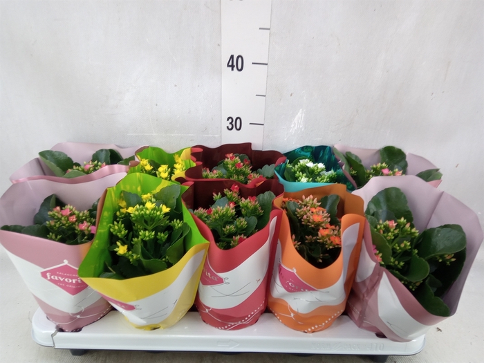 <h4>Kalanchoe blos.   ..mix 6</h4>