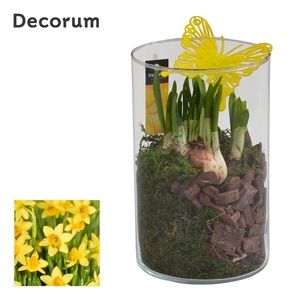 Narcis Like Nobody HL16153N