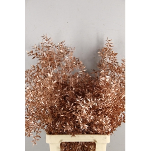 DF Ruscus 70cm Bs Copper