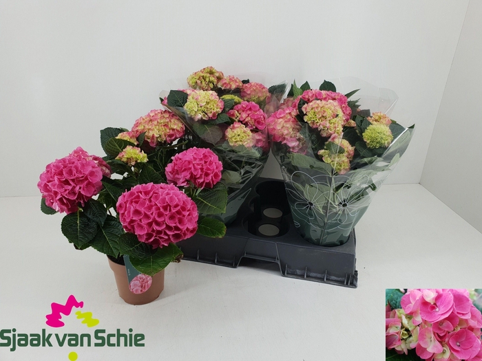 <h4>HYDR M HI MEADOW</h4>