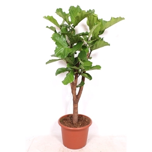 Ficus lyrata stam vertakt