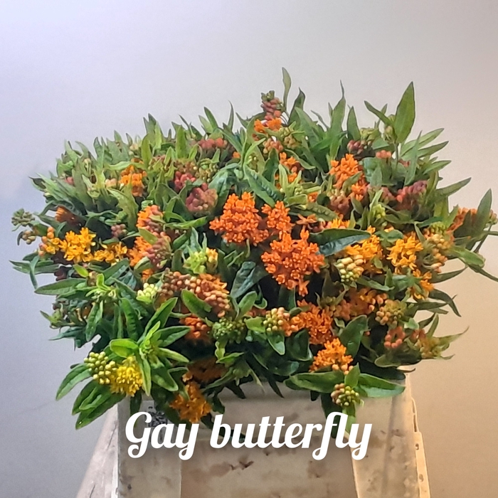 <h4>ASCL T GAY BUTTERFL</h4>