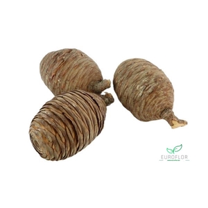 PINECONE CEDAR NATURAL 50PCS