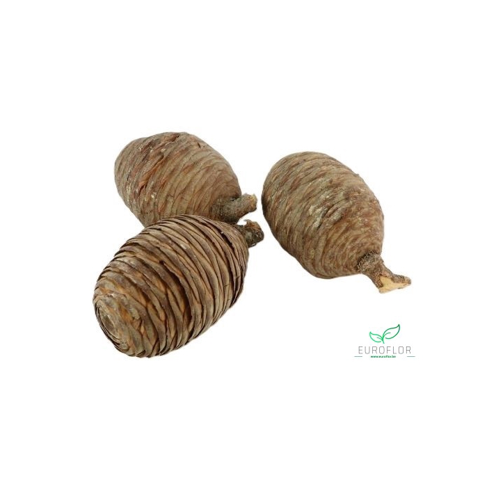 <h4>PINECONE CEDAR NATURAL 50PCS</h4>