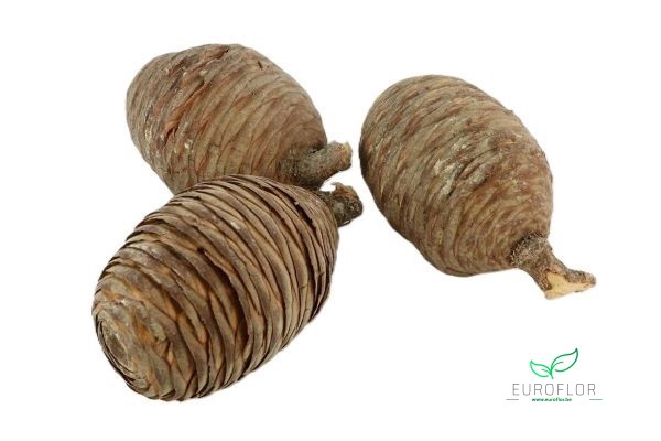 PINECONE CEDAR NATURAL 50PCS