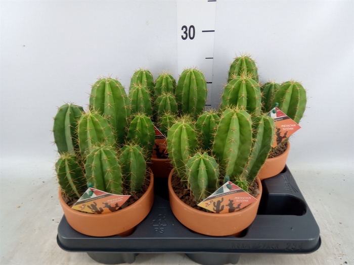 <h4>Cactus   ...</h4>