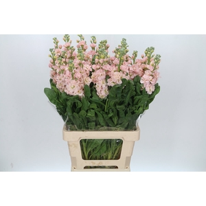 Matthiola Iron Apricot