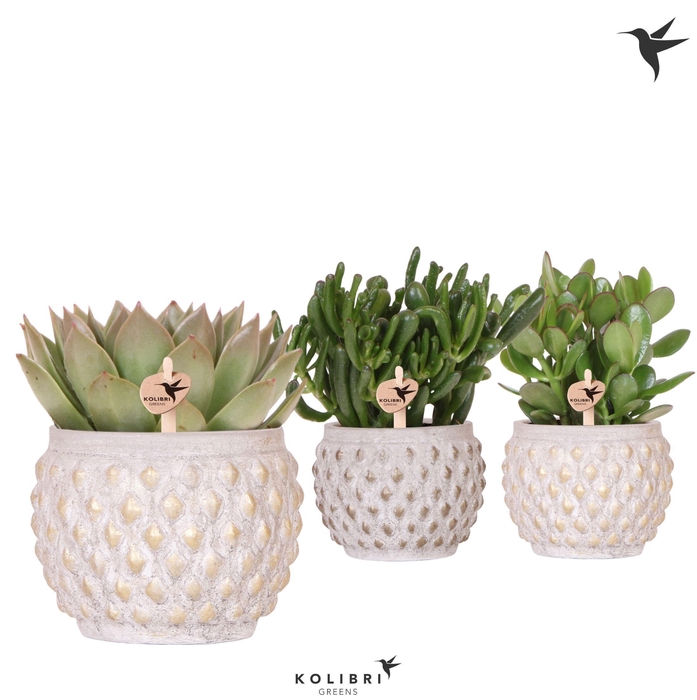 <h4>Kolibri Greens Succulenten mix in Marrakesh pot gold copper</h4>