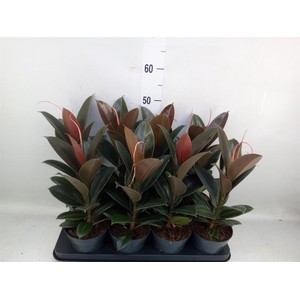 Ficus elastica 'Melany'