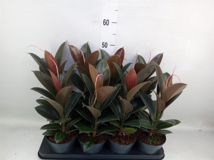 <h4>Ficus elastica 'Melany'</h4>