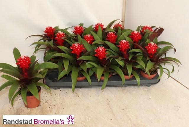 <h4>GUZM PRISCILLA</h4>