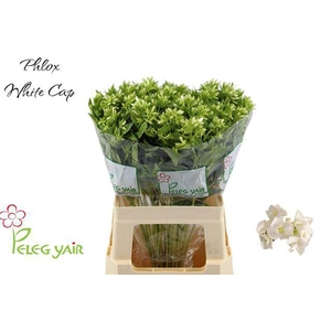 Phlox P Whitecap