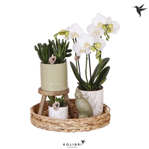 Kolibri Green up your home Gift Set Love white