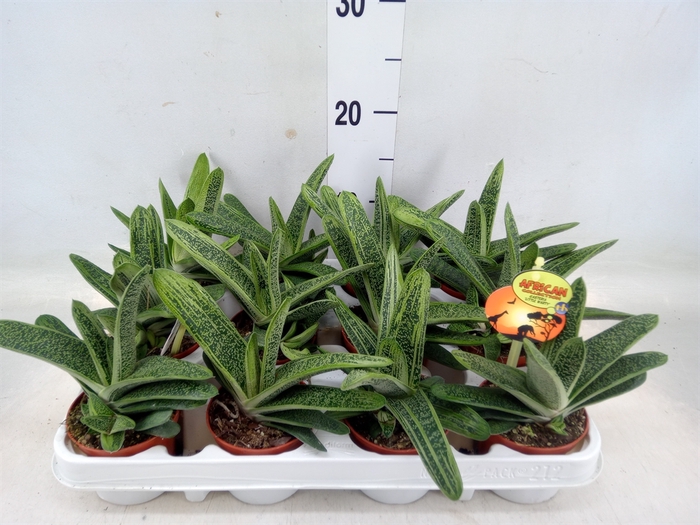 <h4>Gasteria  'Little Warty'</h4>