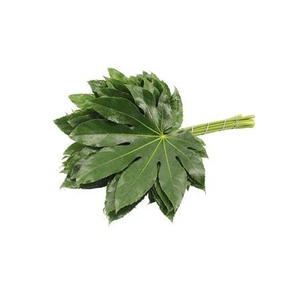 ARALIA MEDIUM