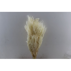 Pres Helecho Bleached Bunch