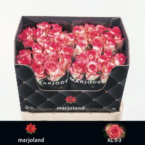 <h4>Rosa gr Jumilia</h4>