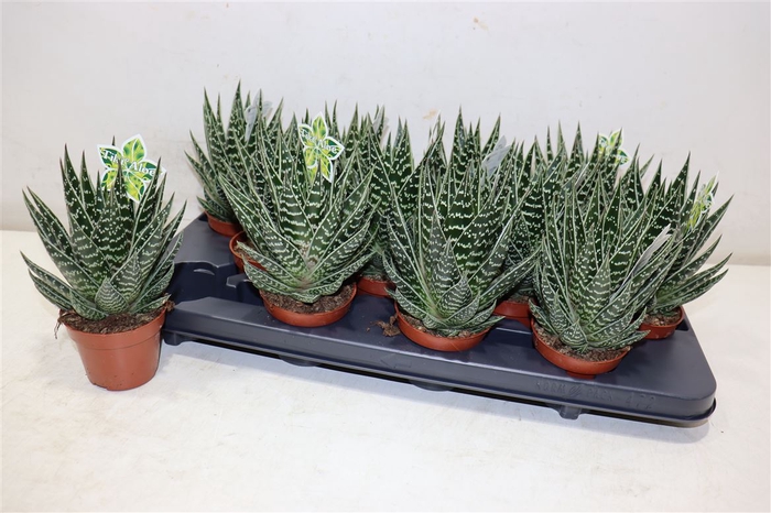 <h4>Aloe Tiki Tahi</h4>