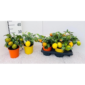 Citrus Mix-Tray 2+ Var. medi/bush (s2)