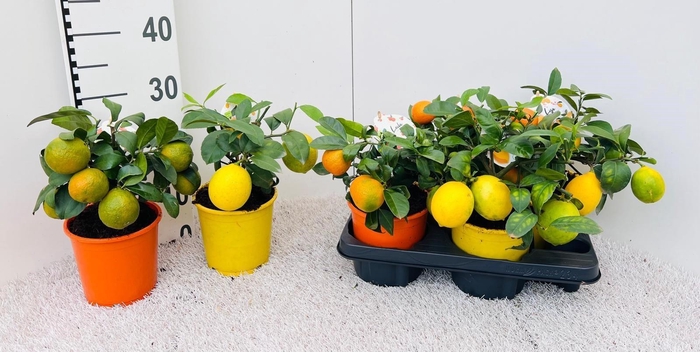 <h4>Citrus Mix-Tray 2+ Var. medi/bush (s2)</h4>