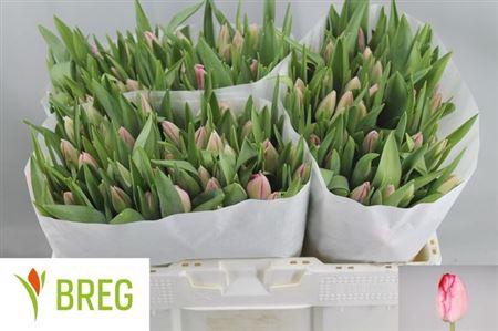 <h4>Tu En Ganders Rhapso</h4>