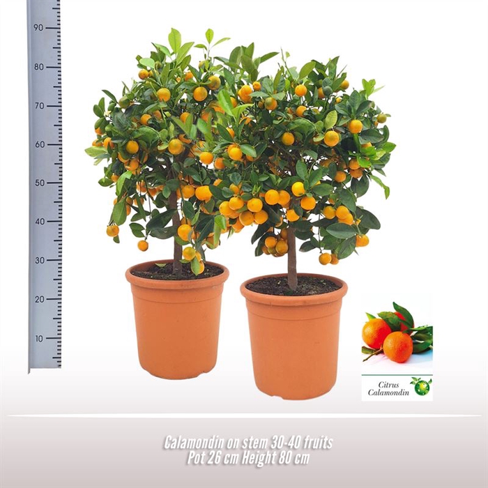 <h4>Calamondin op stam</h4>