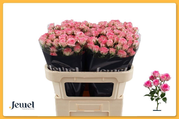 <h4>Rosa spray tralala</h4>