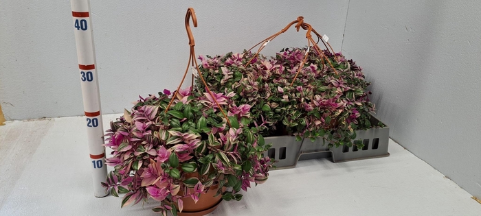 <h4>TRAD FL QUADRICOLOR</h4>