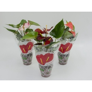 ANTHURIUM VARIADO P12