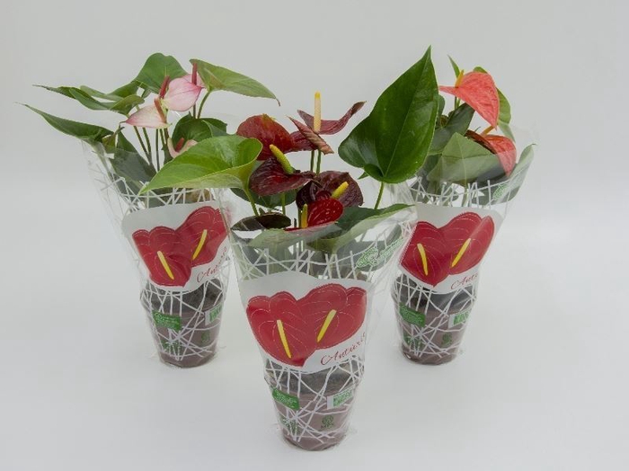 <h4>ANTHURIUM VARIADO P12</h4>